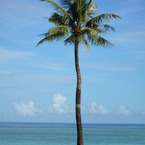一本のPALMtree