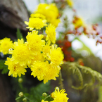 男の生け花その7