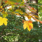 井の頭恩賜公園7