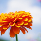 Zinnia