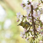 メジロとヒマラヤ桜　1