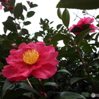 山茶花4