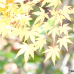 紅葉6