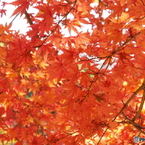紅葉7