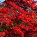 赤く燃える木(紅葉の風景④)