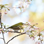 春のような冬２