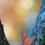 *Momiji*