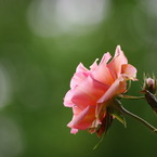 rose2467