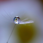 春を待つ花