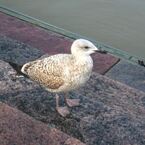 IMG_0548_R