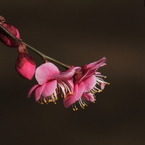 紅梅2