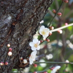残雪の日本庭園7