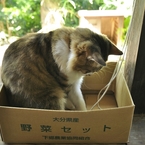 産地直送