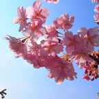 汐入河津桜ⅻ
