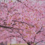 汐入河津桜、見頃。