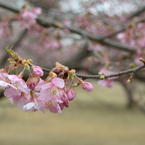 河津桜_05_代々木公園