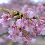 河津桜_06_代々木公園