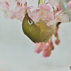 河津サクジローⅱ