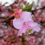 気の早い桜