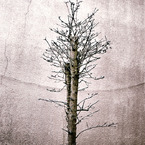 写シンの由来 (06)
