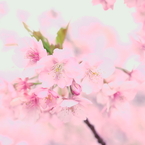 津久見の河津桜