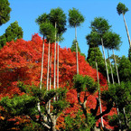 宗蓮寺