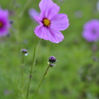 雨と秋桜