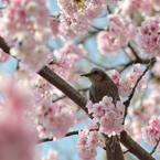 ヒヨドリ&桜_06