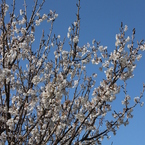 梅の花5