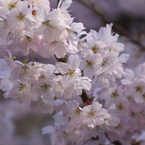 学校桜、再び