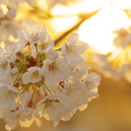 夕陽桜