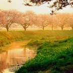 朝陽と桜と白鷺と
