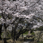 和歌山城の桜 #6