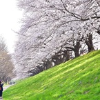 背割堤の桜①