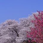 背割堤の桜②