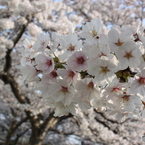 咲きほっこて？