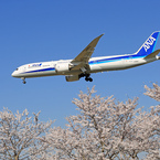 「SKY」 sakura / さくら / 桜 と B787-9 着陸