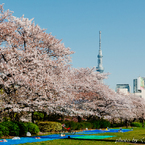 お花見日和