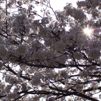 満開の桜を眺めてⅣ