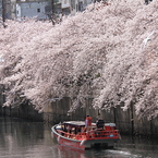 観桜船３