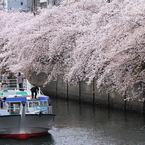 観桜船４