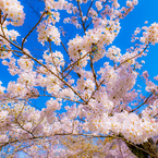 ～京都 桜　円山公園～