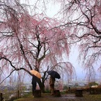 今年は雨がふりませんね・・・