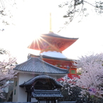 中山寺の桜４