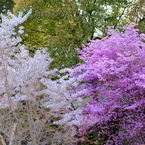 中山寺の桜６