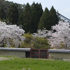 桜と鹿 #4