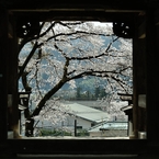 spring for tokyoites 2018