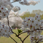 桜・代々木公園#3