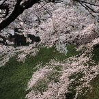 田安門前の桜