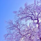 大きな桜の木
